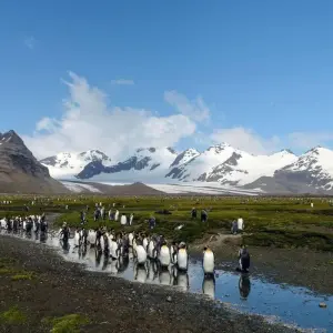 Explore Animal Paradises Falkland and South Georgia for 19 days with DIAMIR Erlebnisreisen and discover unforgettable experiences - Photo 4