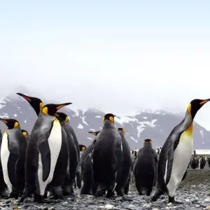 Explore Animal Paradises Falkland and South Georgia for 19 days with DIAMIR Erlebnisreisen and discover unforgettable experiences - Photo 5