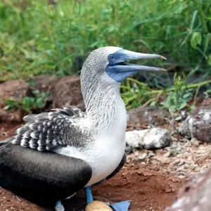 Explore Höhepunkte zwischen Machu Picchu und Galapagos for 19 days with DIAMIR Erlebnisreisen and discover unforgettable experiences - Photo 5