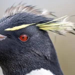 Explore Animal Paradises Falkland and South Georgia for 19 days with DIAMIR Erlebnisreisen and discover unforgettable experiences - Photo 6