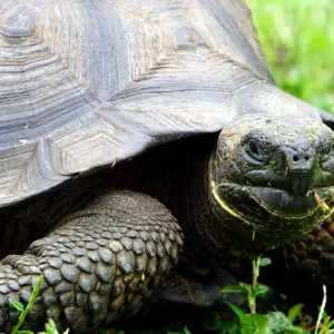 Explore Höhepunkte zwischen Machu Picchu und Galapagos for 19 days with DIAMIR Erlebnisreisen and discover unforgettable experiences - Photo 6