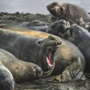 Explore Animal Paradises Falkland and South Georgia for 19 days with DIAMIR Erlebnisreisen and discover unforgettable experiences - Photo 9