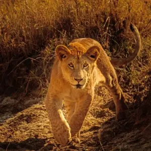 Explore Safari Dreams in Southern Kenya for 8 days with DIAMIR Erlebnisreisen and discover unforgettable experiences - Photo 2