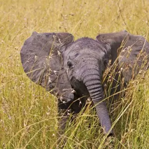 Explore Safari Dreams in Southern Kenya for 8 days with DIAMIR Erlebnisreisen and discover unforgettable experiences - Photo 3