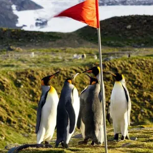 Explore Animal Paradises Falkland and South Georgia for 19 days with DIAMIR Erlebnisreisen and discover unforgettable experiences - Photo 10