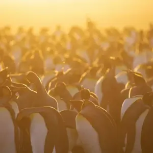 Explore Animal Paradises Falkland and South Georgia for 19 days with DIAMIR Erlebnisreisen and discover unforgettable experiences - Photo 11