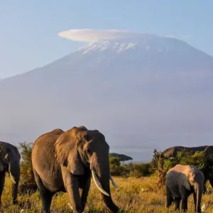 Explore Safari Dreams in Southern Kenya for 8 days with DIAMIR Erlebnisreisen and discover unforgettable experiences - Photo 6