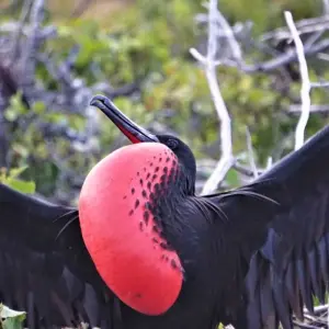 Explore Giant tortoises, hummingbirds and Howler Monkeys for 16 days with DIAMIR Erlebnisreisen and discover unforgettable experiences - Photo 4