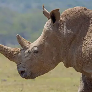 Explore Safari Dreams in Southern Kenya for 8 days with DIAMIR Erlebnisreisen and discover unforgettable experiences - Photo 7