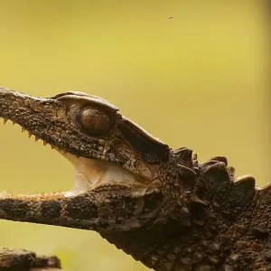 Explore Giant tortoises, hummingbirds and Howler Monkeys for 16 days with DIAMIR Erlebnisreisen and discover unforgettable experiences - Photo 5