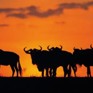 Explore Safari Dreams in Southern Kenya for 8 days with DIAMIR Erlebnisreisen and discover unforgettable experiences - Photo 8