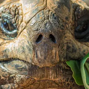 Explore Giant tortoises, hummingbirds and Howler Monkeys for 16 days with DIAMIR Erlebnisreisen and discover unforgettable experiences - Photo 6