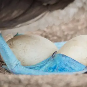 Explore Giant tortoises, hummingbirds and Howler Monkeys for 16 days with DIAMIR Erlebnisreisen and discover unforgettable experiences - Photo 8