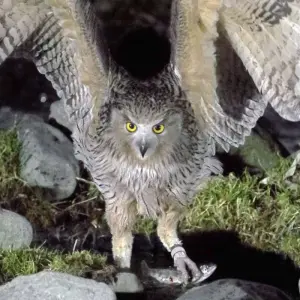 Explore Photography in Hokkaido - Orcas, Bears and Cranes for 15 days with DIAMIR Erlebnisreisen and discover unforgettable experiences - Photo 3