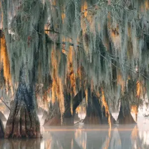 Explore The mystical swamps of Louisiana for 8 days with DIAMIR Erlebnisreisen and discover unforgettable experiences - Photo 2
