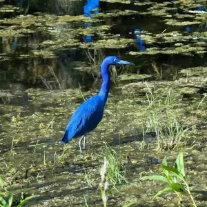 Explore The mystical swamps of Louisiana for 8 days with DIAMIR Erlebnisreisen and discover unforgettable experiences - Photo 3