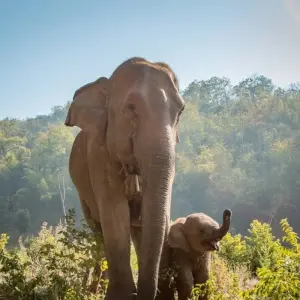 Explore Jungle Book Siam for 17 days with DIAMIR Erlebnisreisen and discover unforgettable experiences - Photo 7