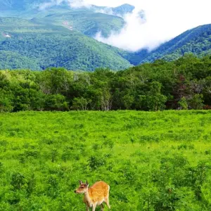 Explore Photography in Hokkaido - Orcas, Bears and Cranes for 15 days with DIAMIR Erlebnisreisen and discover unforgettable experiences - Photo 8