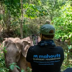 Explore Jungle Book Siam for 17 days with DIAMIR Erlebnisreisen and discover unforgettable experiences - Photo 9