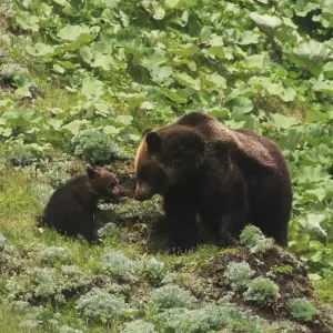 Explore Photography in Hokkaido - Orcas, Bears and Cranes for 15 days with DIAMIR Erlebnisreisen and discover unforgettable experiences - Photo 9