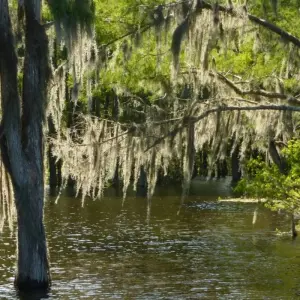 Explore The mystical swamps of Louisiana for 8 days with DIAMIR Erlebnisreisen and discover unforgettable experiences - Photo 7