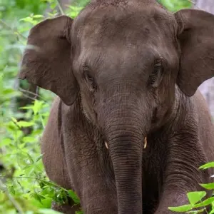 Explore Jungle Book Siam for 17 days with DIAMIR Erlebnisreisen and discover unforgettable experiences - Photo 10