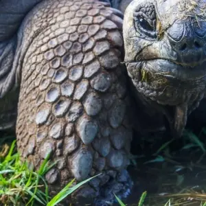 Explore South America's Big Five for 25 days with DIAMIR Erlebnisreisen and discover unforgettable experiences - Photo 9