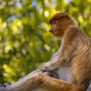 Explore Borneo bokeh: On a photo Safari in The forests of Sarawak and Sabah for 15 days with DIAMIR Erlebnisreisen and discover unforgettable experiences - Photo 3
