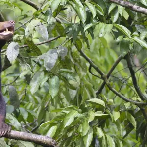 Explore Borneo bokeh: On a photo Safari in The forests of Sarawak and Sabah for 15 days with DIAMIR Erlebnisreisen and discover unforgettable experiences - Photo 5
