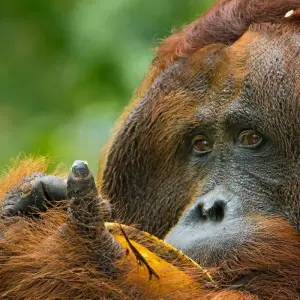 Explore Borneo bokeh: On a photo Safari in The forests of Sarawak and Sabah for 15 days with DIAMIR Erlebnisreisen and discover unforgettable experiences - Photo 6