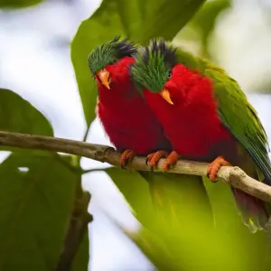 Explore Rurutu, Rapa, Raivavae: Tiki's Hidden Paradise for 13 days with DIAMIR Erlebnisreisen and discover unforgettable experiences - Photo 8