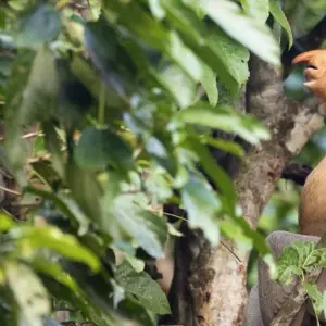 Explore Borneo bokeh: On a photo Safari in The forests of Sarawak and Sabah for 15 days with DIAMIR Erlebnisreisen and discover unforgettable experiences - Photo 8