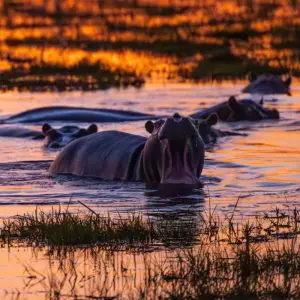 Explore In the Viewfinder: Lion, Leopard and Wild Dog for 10 days with DIAMIR Erlebnisreisen and discover unforgettable experiences - Photo 2