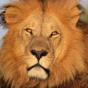 Explore In the Viewfinder: Lion, Leopard and Wild Dog for 10 days with DIAMIR Erlebnisreisen and discover unforgettable experiences - Photo 3