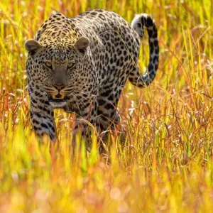 Explore In the Viewfinder: Lion, Leopard and Wild Dog for 10 days with DIAMIR Erlebnisreisen and discover unforgettable experiences - Photo 4