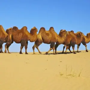 Explore From the Gobi to the Steppe for 12 days with DIAMIR Erlebnisreisen and discover unforgettable experiences - Photo 4