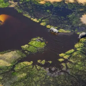 Explore In the Viewfinder: Lion, Leopard and Wild Dog for 10 days with DIAMIR Erlebnisreisen and discover unforgettable experiences - Photo 5