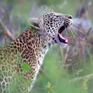 Explore In the Viewfinder: Lion, Leopard and Wild Dog for 10 days with DIAMIR Erlebnisreisen and discover unforgettable experiences - Photo 7