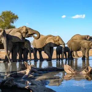 Explore In the Viewfinder: Lion, Leopard and Wild Dog for 10 days with DIAMIR Erlebnisreisen and discover unforgettable experiences - Photo 8