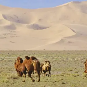 Explore From the Gobi to the Steppe for 12 days with DIAMIR Erlebnisreisen and discover unforgettable experiences - Photo 8