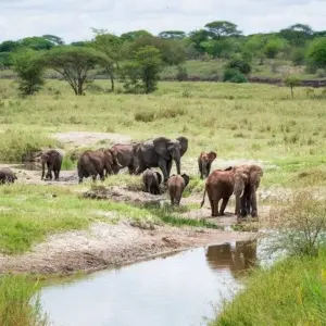 Explore The Savannah for 14 days with DIAMIR Erlebnisreisen and discover unforgettable experiences - Photo 3