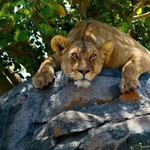 Explore The Savannah for 14 days with DIAMIR Erlebnisreisen and discover unforgettable experiences - Photo 4