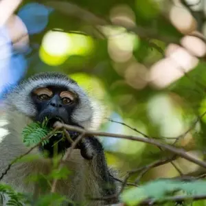 Explore The Savannah for 14 days with DIAMIR Erlebnisreisen and discover unforgettable experiences - Photo 7