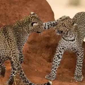 Explore The Savannah for 14 days with DIAMIR Erlebnisreisen and discover unforgettable experiences - Photo 9