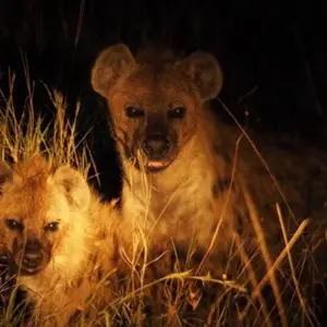 Explore The Savannah for 14 days with DIAMIR Erlebnisreisen and discover unforgettable experiences - Photo 10
