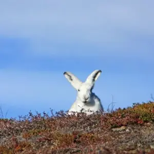 Explore Inuit, Icebergs and Northern Lights for 15 days with DIAMIR Erlebnisreisen and discover unforgettable experiences - Photo 5