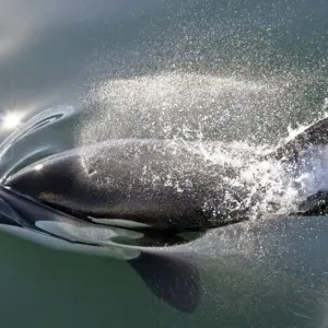 Explore Whale watching in Baja California for 13 days with DIAMIR Erlebnisreisen and discover unforgettable experiences - Photo 4