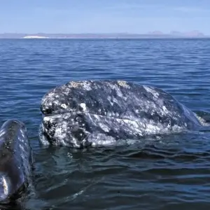 Explore Whale watching in Baja California for 13 days with DIAMIR Erlebnisreisen and discover unforgettable experiences - Photo 5