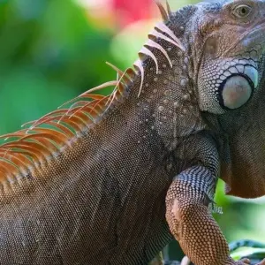 Explore Costa Rica Highlights for 14 days with DIAMIR Erlebnisreisen and discover unforgettable experiences - Photo 4