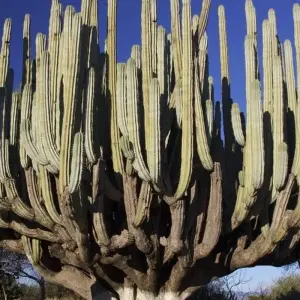 Explore Whale watching in Baja California for 13 days with DIAMIR Erlebnisreisen and discover unforgettable experiences - Photo 7